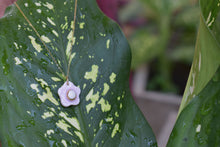 Load image into Gallery viewer, Liv Necklace