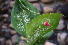 Load image into Gallery viewer, From the Heart Necklace