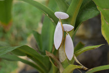 Load image into Gallery viewer, Tabitha Earrings